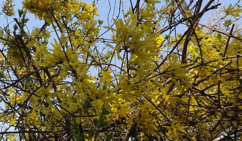 DSC00357 00.JPG - Április 10-én így nézett ki az Aranyeső.